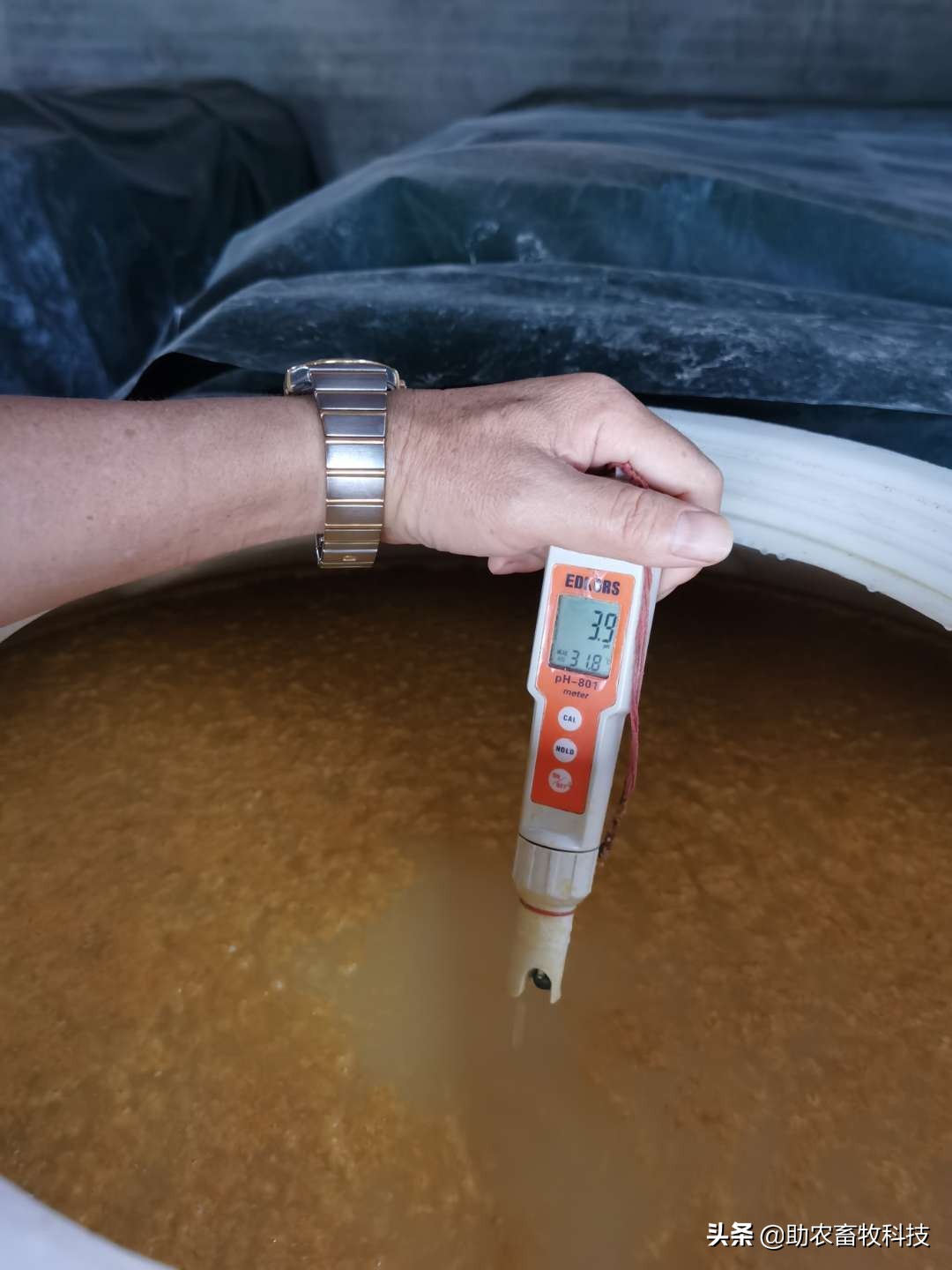 100头母猪养殖视频大全,中草药养母猪技术