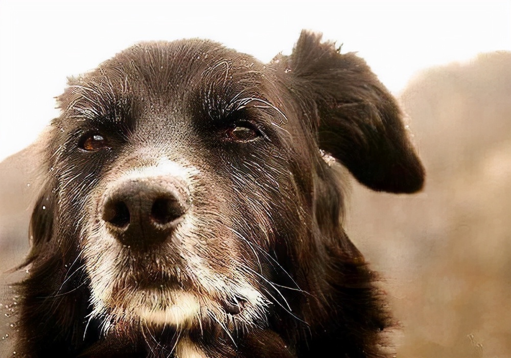 为什么狗狗见面都要相互闻鼻子,狗狗一见面就咬手