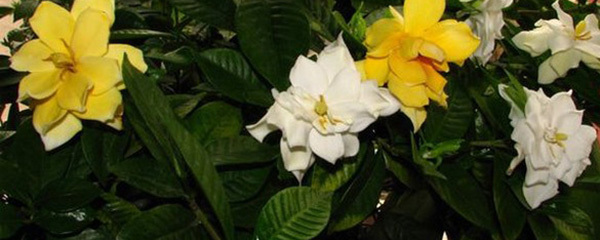 栀子花花苞发黄打不开,栀子花新叶发黄怎么办