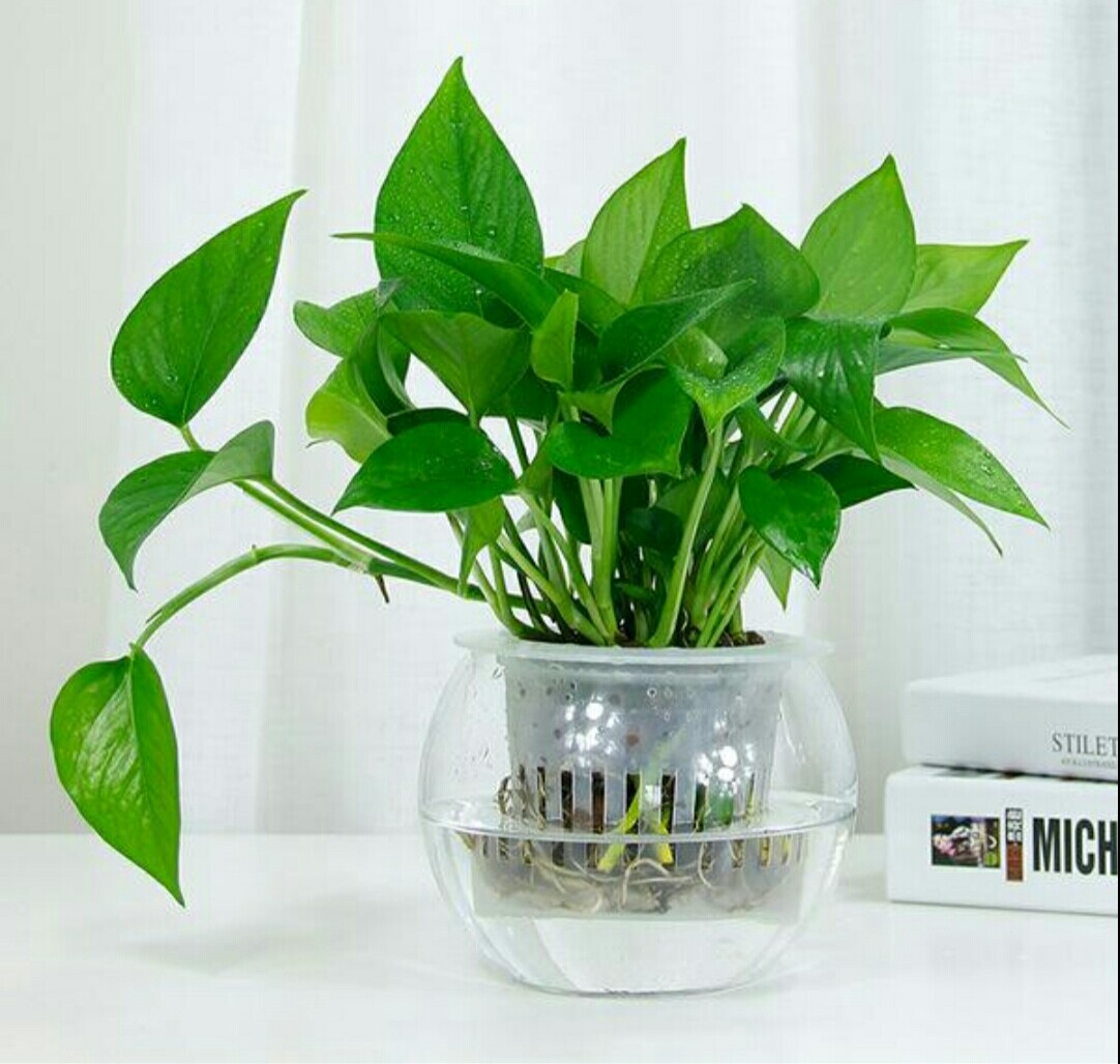 水培养花养鱼新手技巧图解,水培养花知识大全与技巧