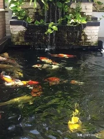 锦鲤和锦鲫的鱼病防治,如何治疗锦鲤尾巴长白疙瘩