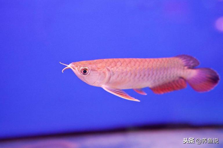 十大适合新手养的观赏鱼,养观赏鱼新手入门教程
