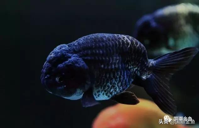 恭祝新春，过年家中养它——中国的“吉祥物”！寓意金玉满堂