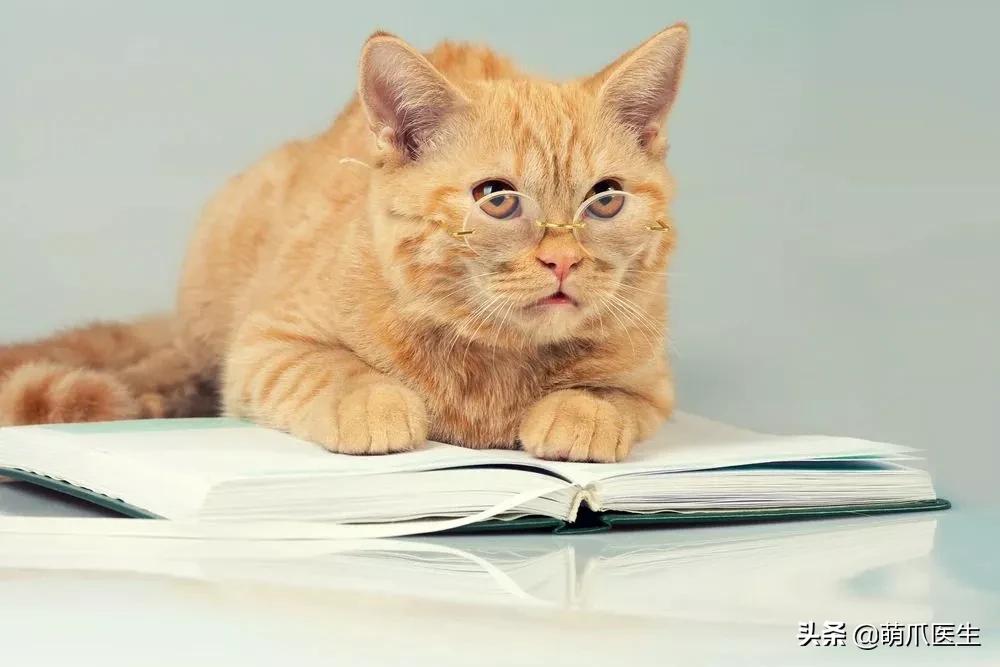 猫拉完屎还满屋疯跑？铲屎官：想当场自杀