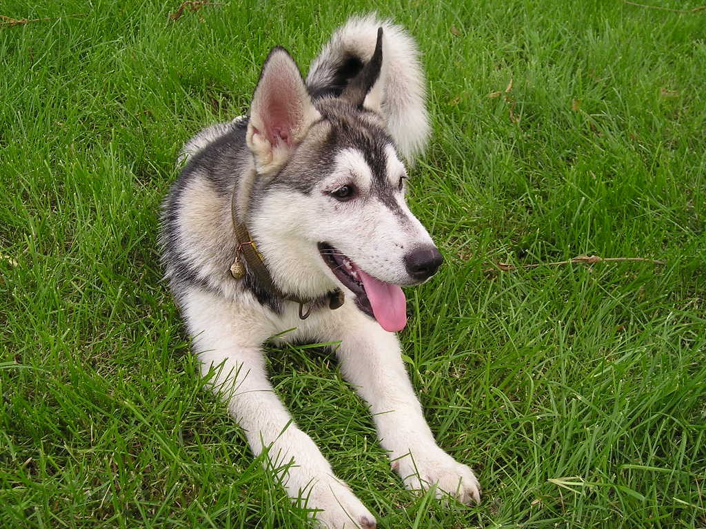 怎么培养一只听话的哈士奇,养一个会听话的哈士奇又能有多乖