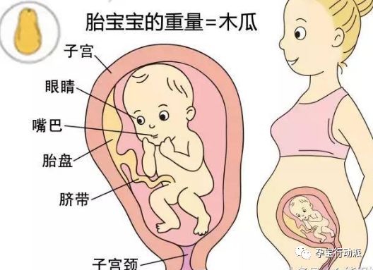 孕期周刊  第二十七周