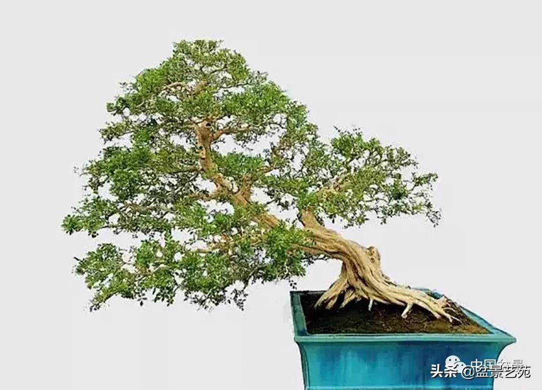 桩景类树种都有哪些,100种常见景观树种