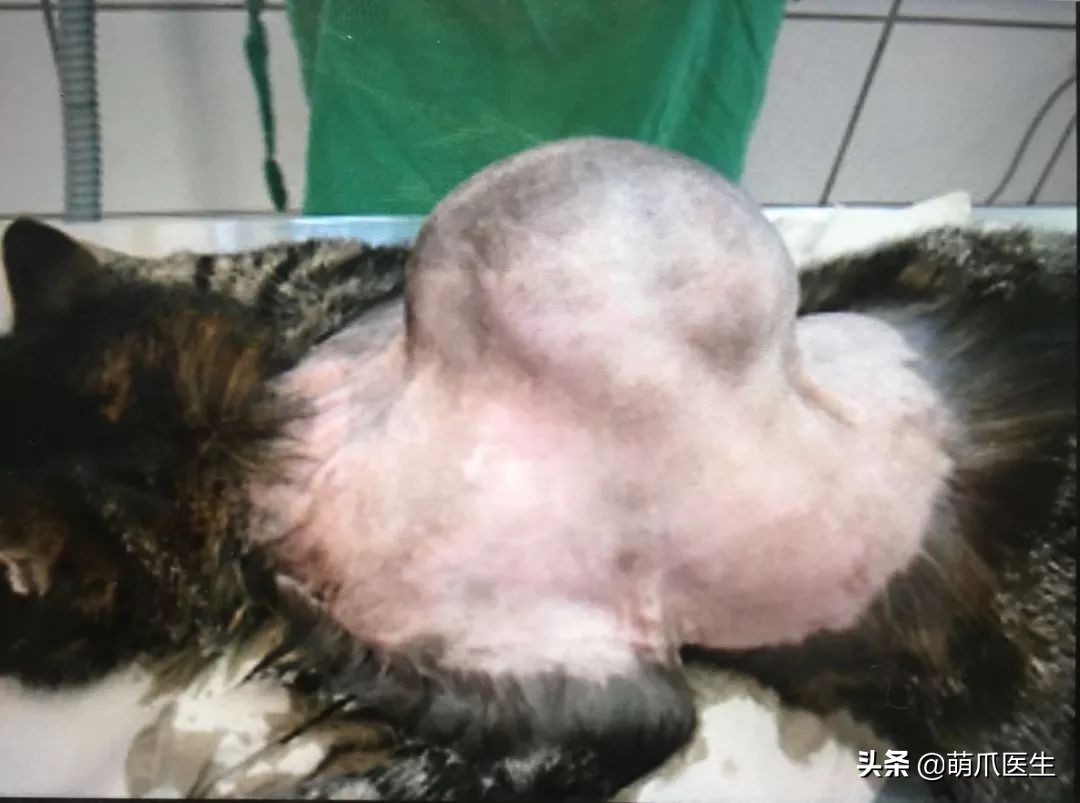 给猫打针结果猫生气了,给猫打针打疼了不开心了