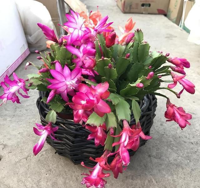 公认漂亮却难养的8种花,秋冬最难养的8种花