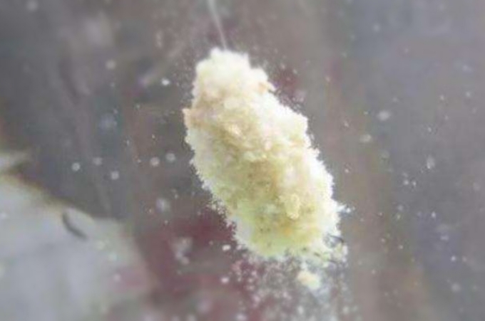 鲢鳙最有效的钓法,鲢鳙怎么钓得大