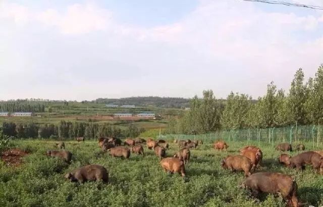 靠卖包子一年就赚了10个亿,只卖包子一天能卖多少钱