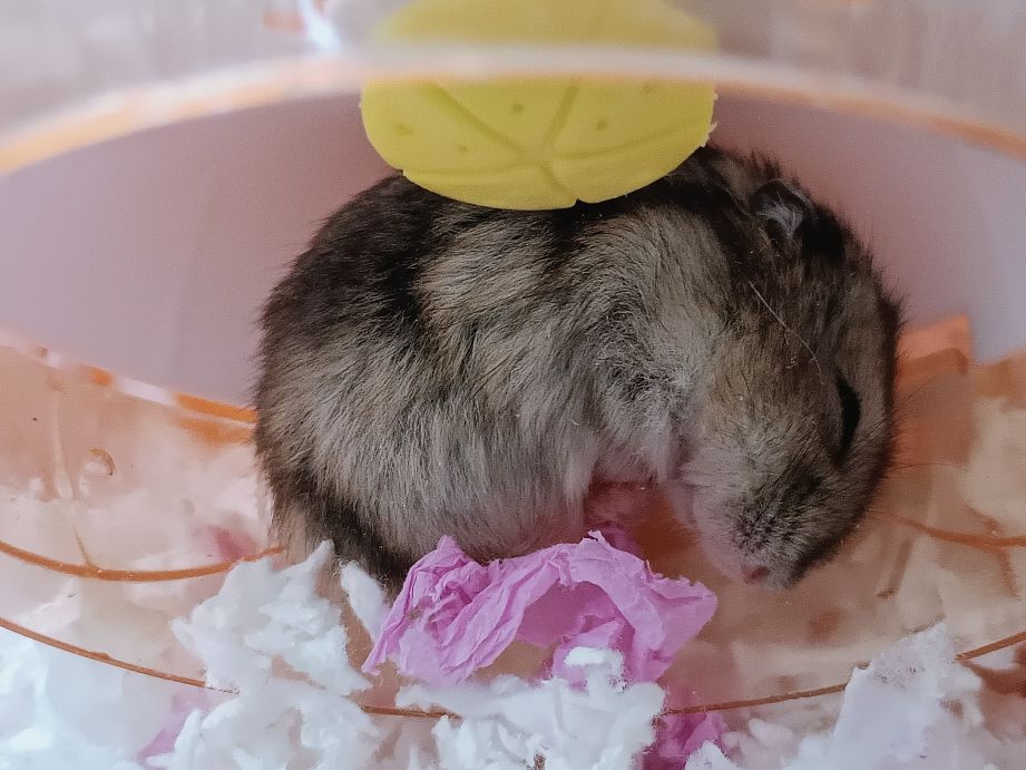 仓鼠怎么养才会怀孕要注意什么,怀孕的小仓鼠应该注意什么