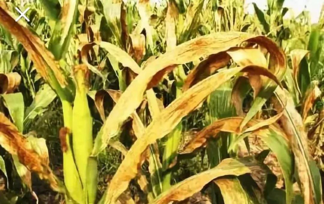 2020年啥时候玉米挂牌,玉米啥时候挂牌