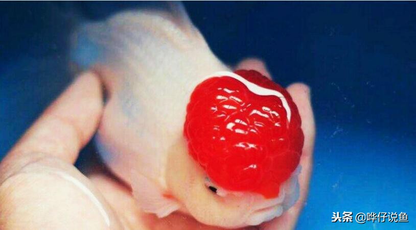 十大宠物鱼,宠物鱼排名前十的牌子