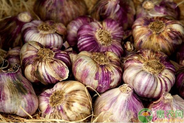 今日大蒜价格多少钱一斤？5月27日各地大蒜价格最新行情汇总