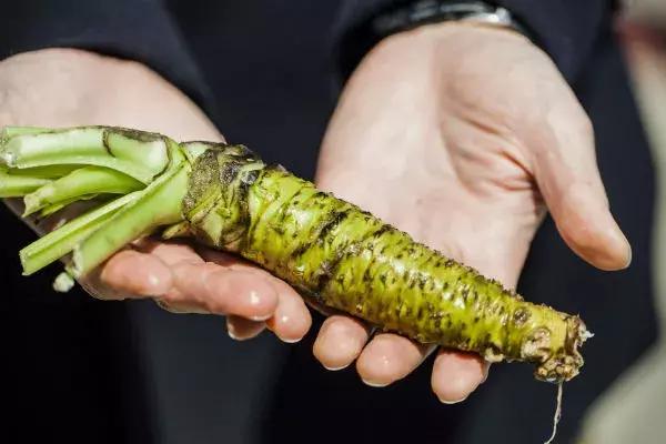 日本人喜欢辣椒吗 (日本人对辣椒的热爱)