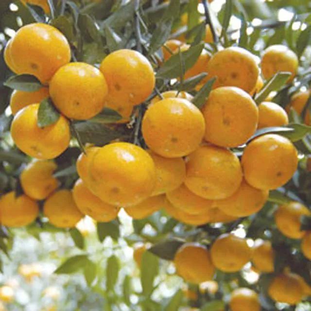 阳春旅游发展前景,阳春的城市发展