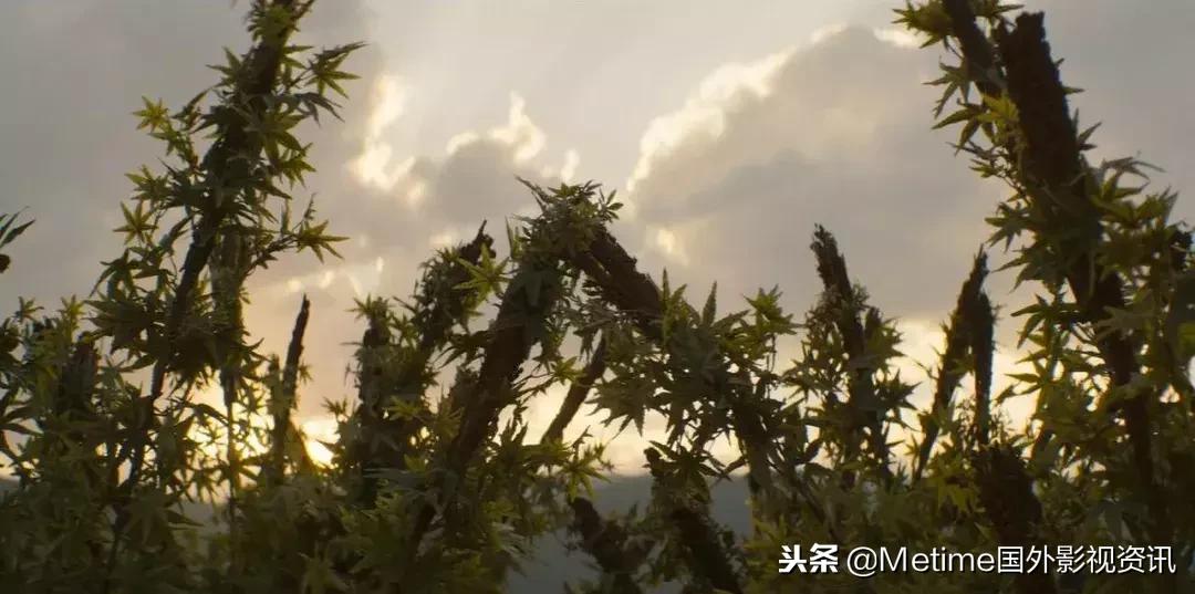 毒枭墨西哥电视剧,毒枭墨西哥第一季哪里看到