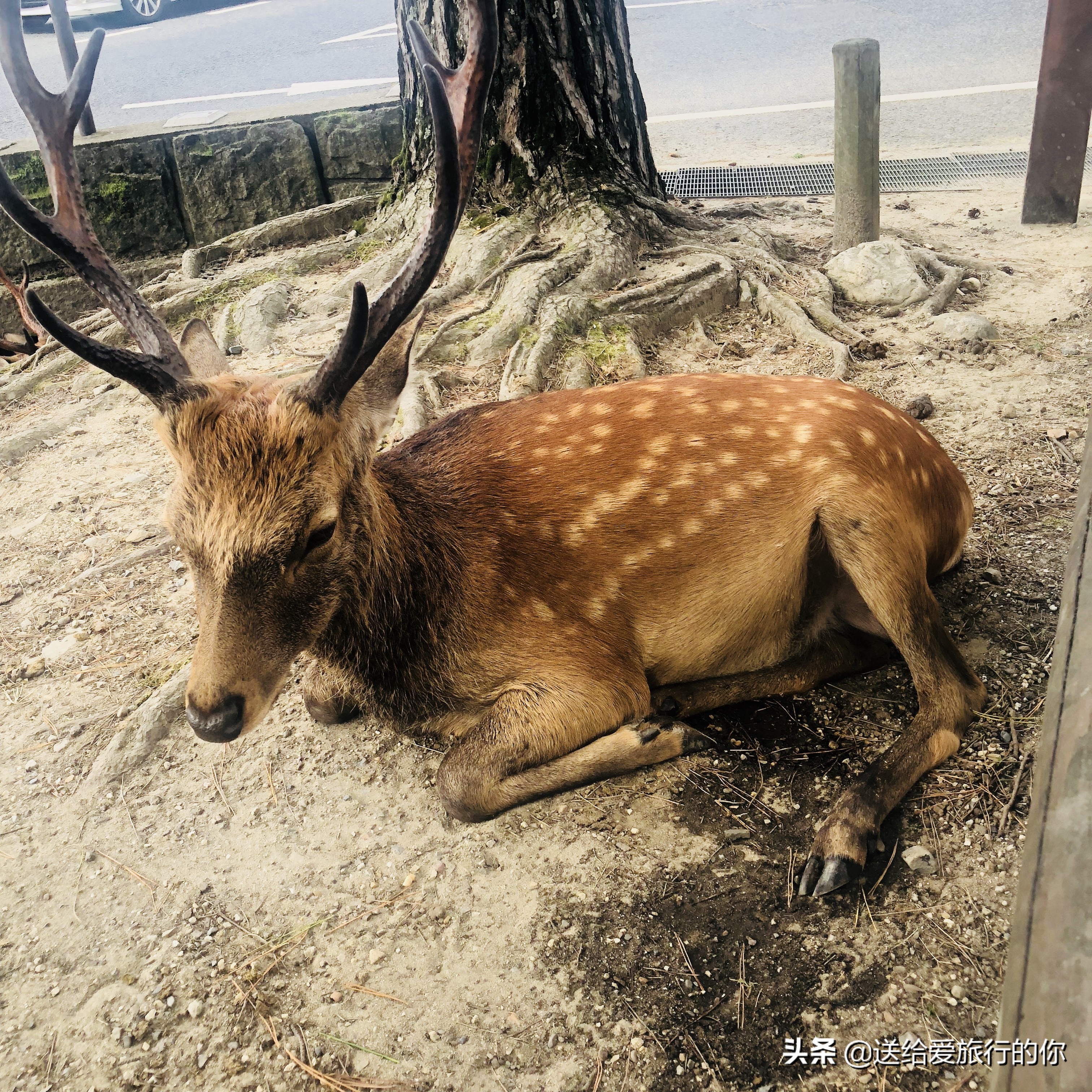 在日本生活一天,日本六天五晚东京