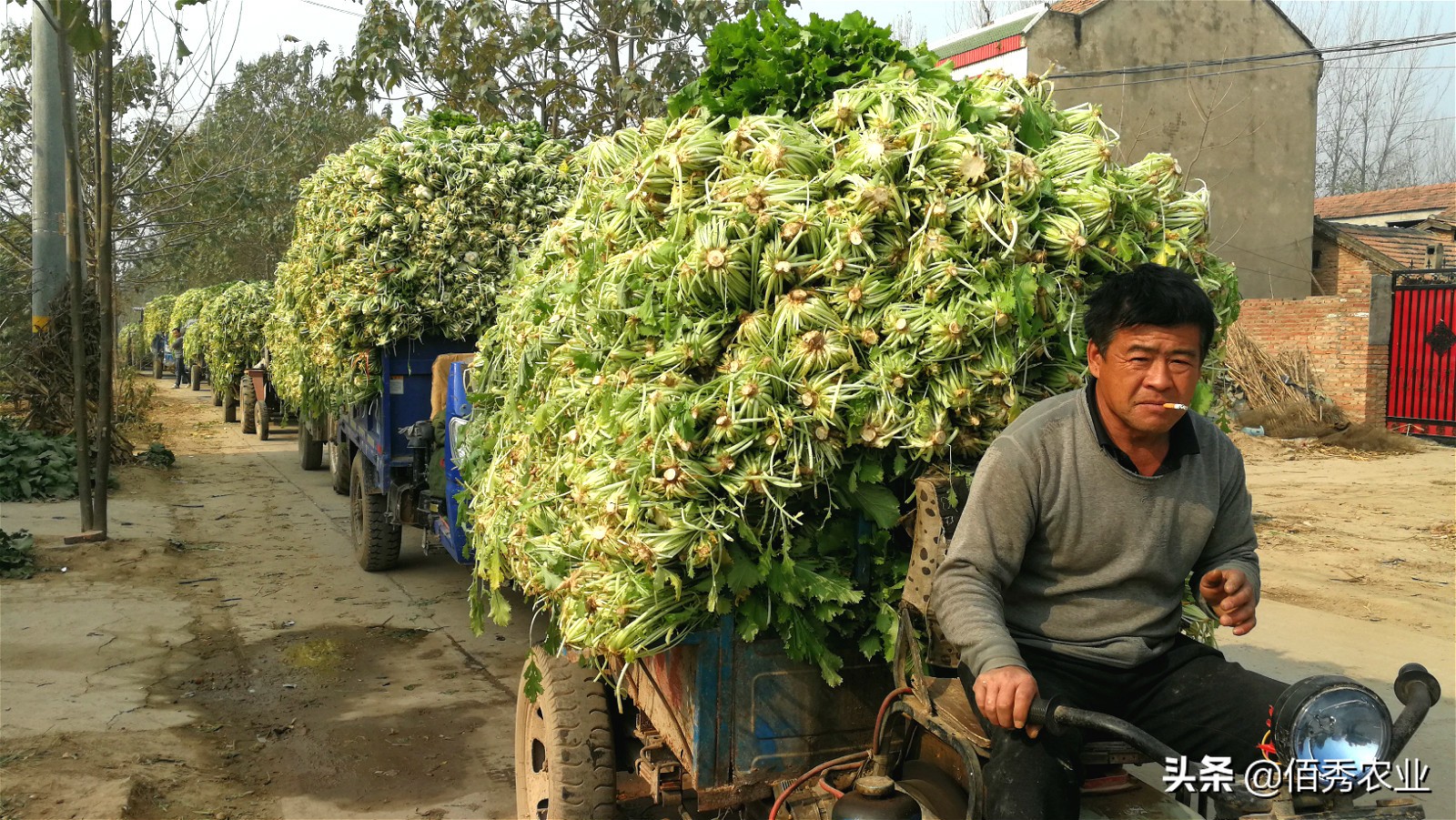 冬天不怕冻的蔬菜有哪些,南方冬天不怕冻的蔬菜