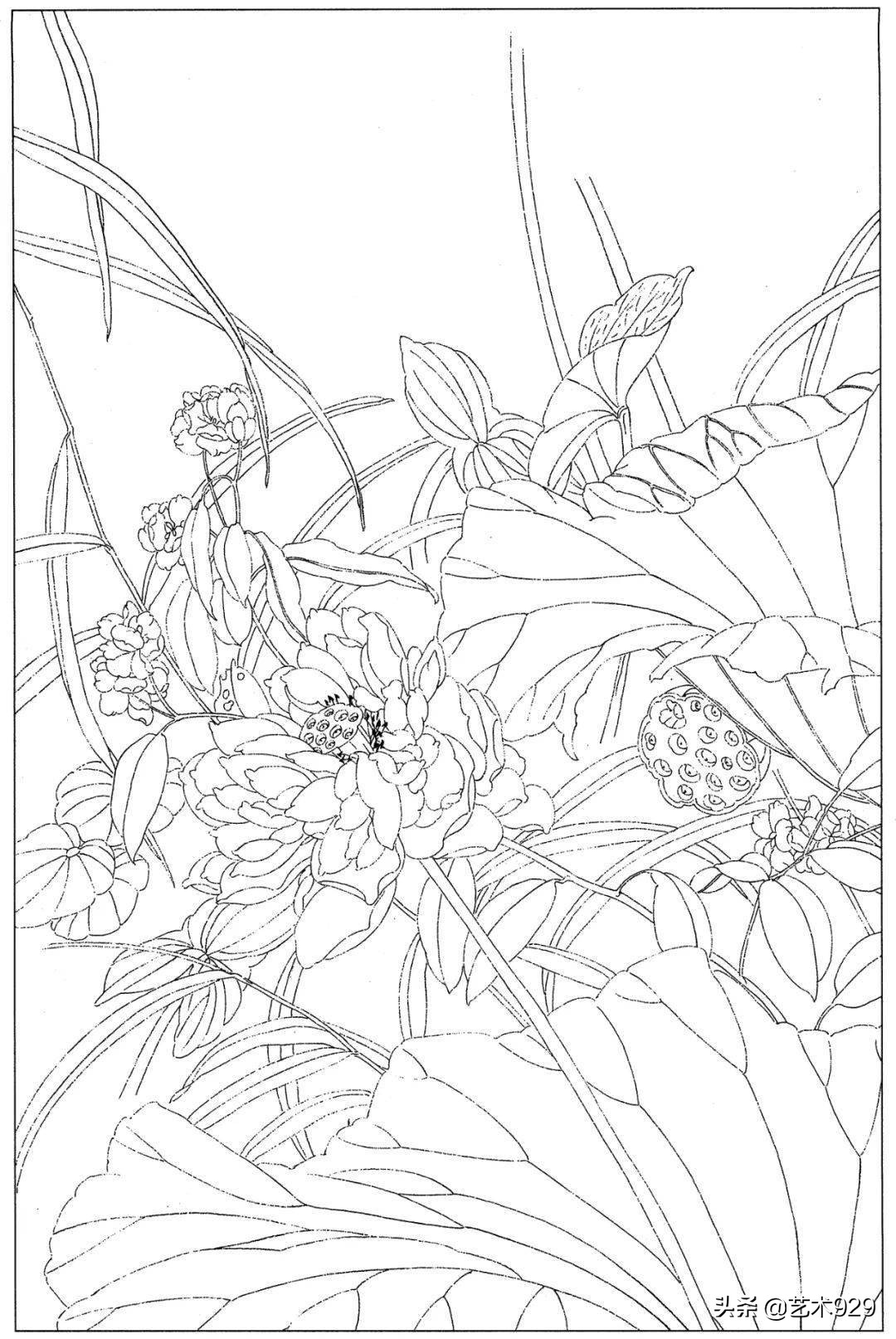 余稚荷花蜻蜓图高清白描底稿,白描荷花勾线方法讲解视频
