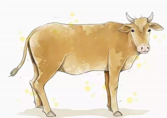 一头牛产生的价值,一头牛的重要