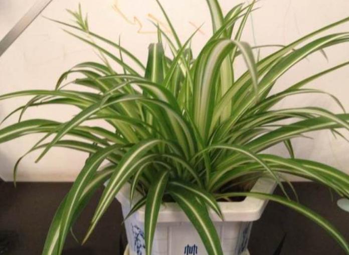 养吊兰的妙招用什么肥料,养吊兰的方法和技巧