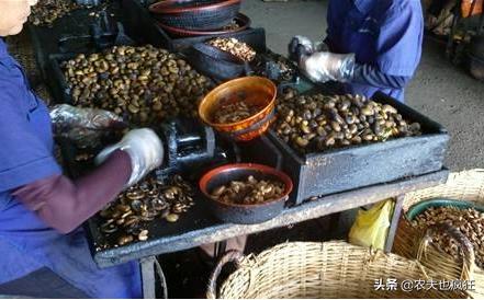 它是4大坚果之首，到年底就热销，市场60元1斤，为何农民不爱种？