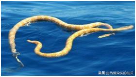说起在“毒”这方面的造诣，海蛇说第二，没有谁敢说第一