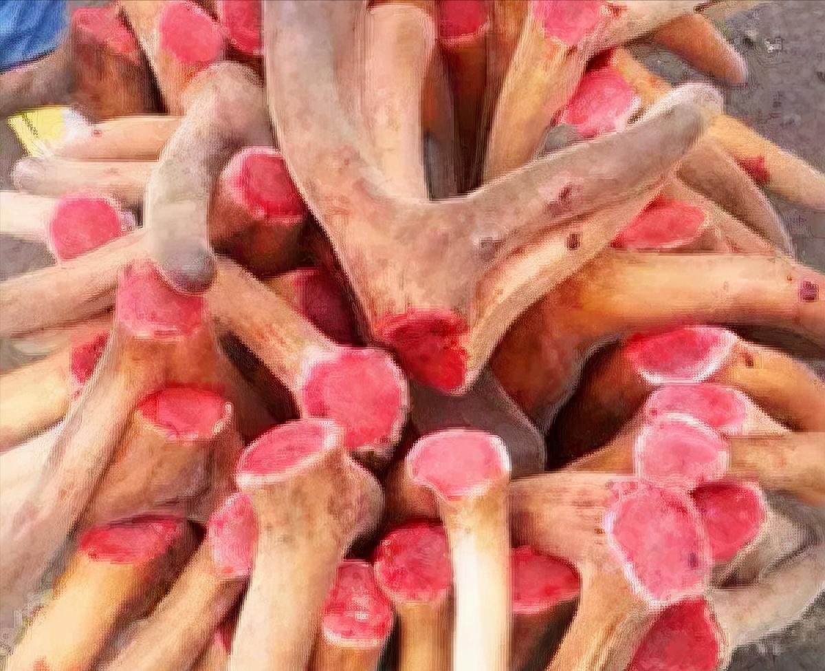 王娇养梅花鹿,梅花鹿王娇