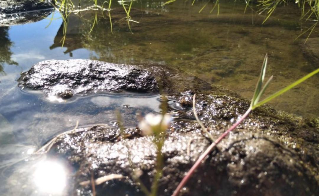 西沙东岛野牛群是从哪里来的,西沙东岛有多少野牛