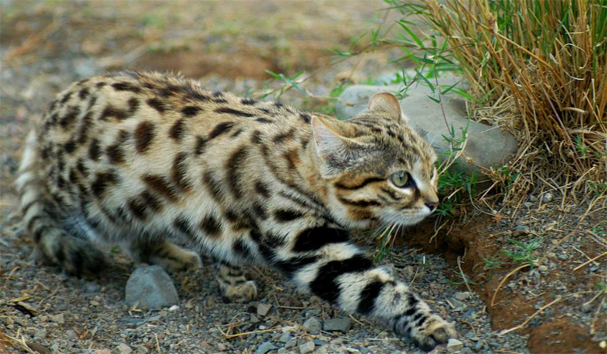 非洲最小的猫,猫科捕猎效率最高的“杀戮机器”,被全世界禁养