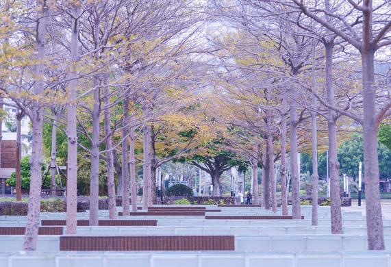 鸽群飞翔,鸽群翱翔蓝天视频