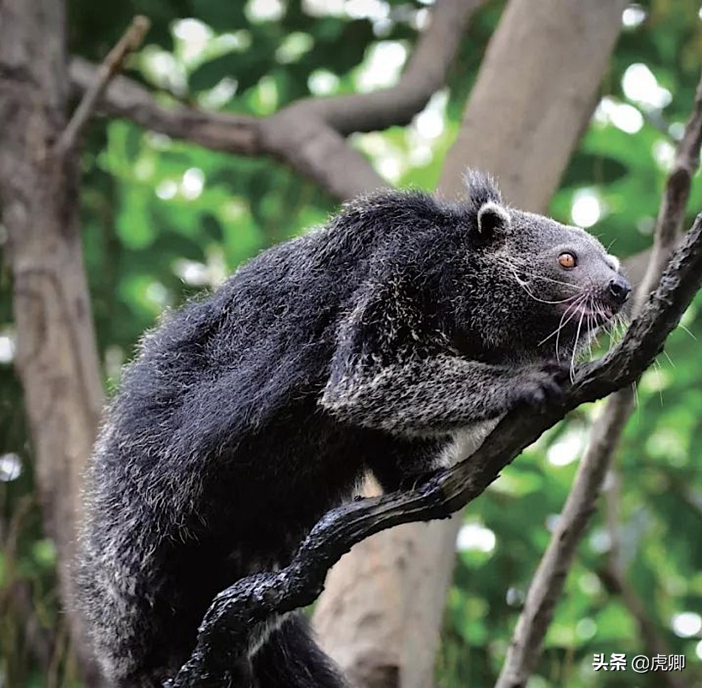 熊灵猫为何濒危？便便制成的咖啡售价500元一杯，受欧美绅士追捧
