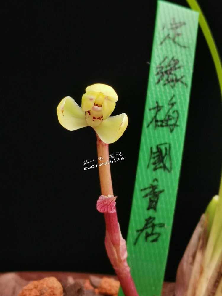 「花开欣赏」0340：春兰定缘梅单花竞开