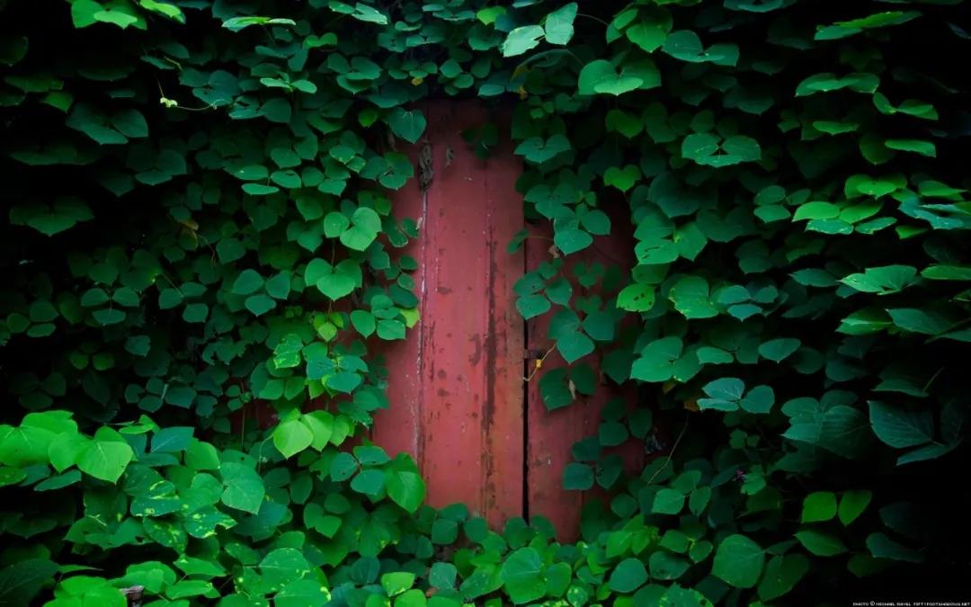 冯唐：不要脸，不害怕，不着急