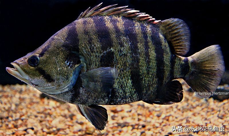 孟加拉银虎鱼是夜行鱼吗,黑色的虎鱼是哪个品种