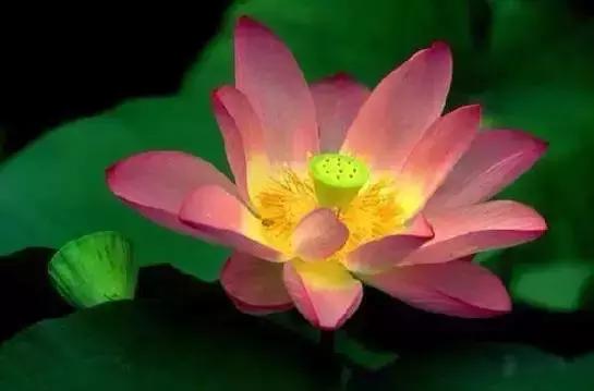 世界各国国花大开眼界美到爆,世界各国国花及国树