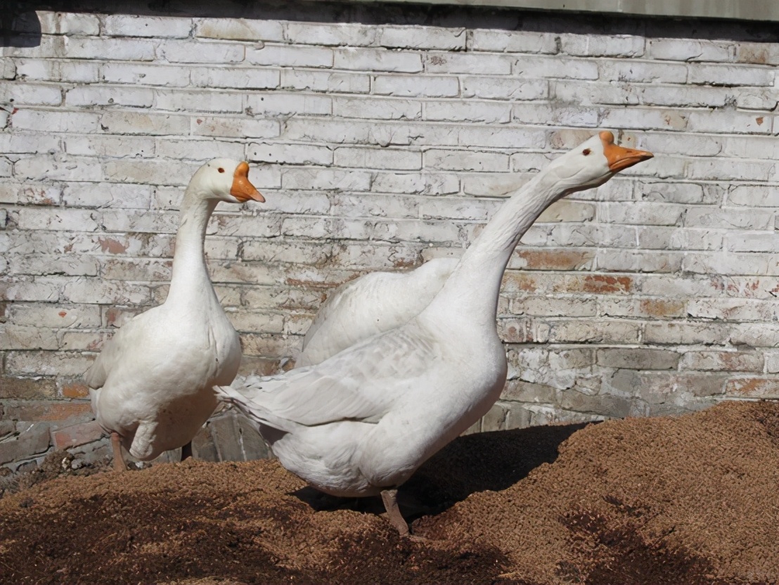 鹅粪便为什么不能杀蛇,鹅屎为什么能杀死蛇