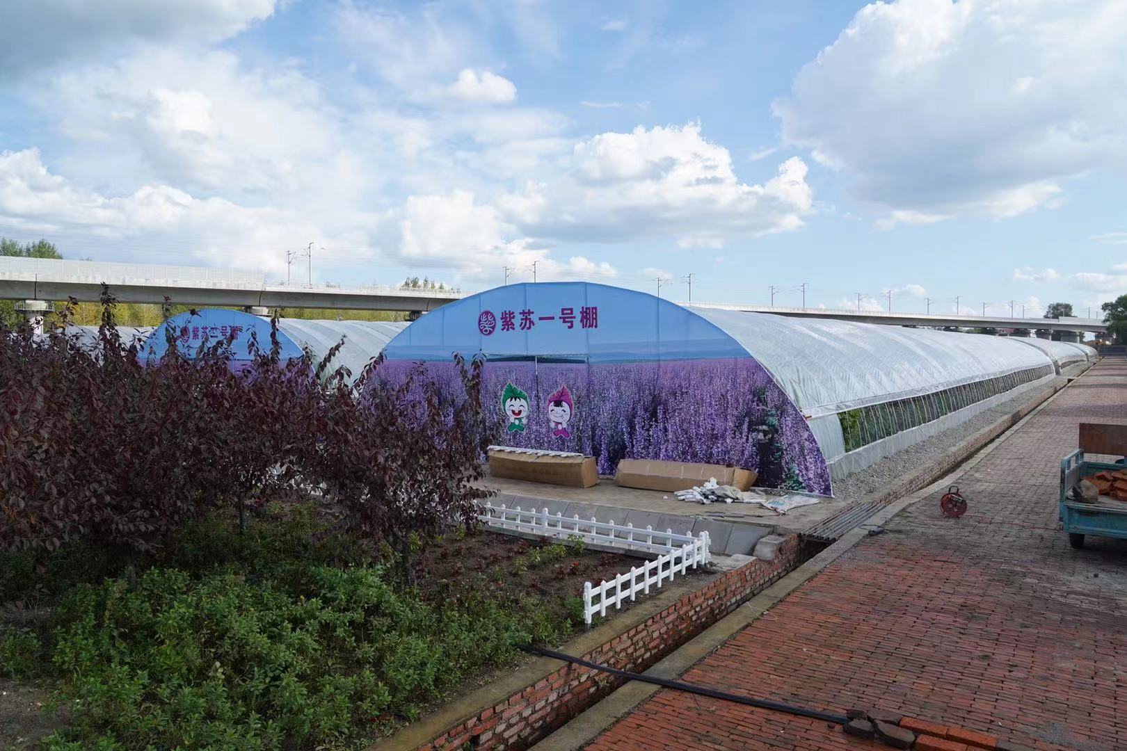 桦南紫苏种植基地在哪里,华南紫苏之乡