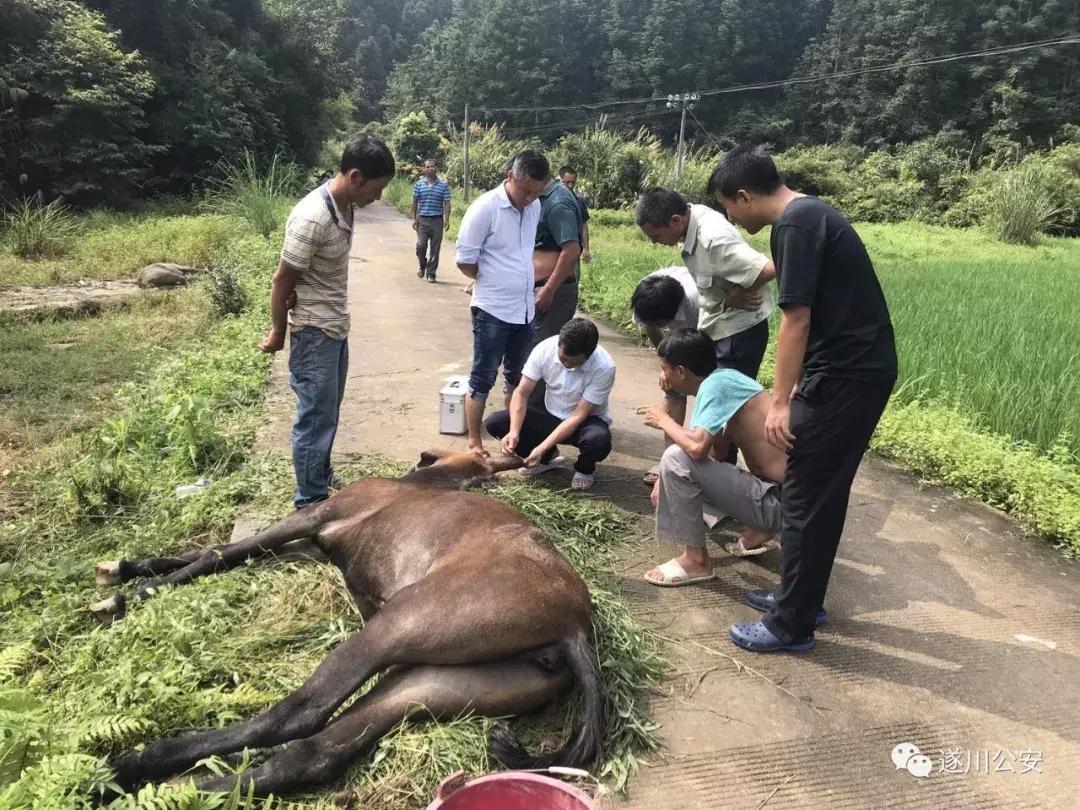 2019年江西遂川衙前杀人案,骡子是怎样被杀的