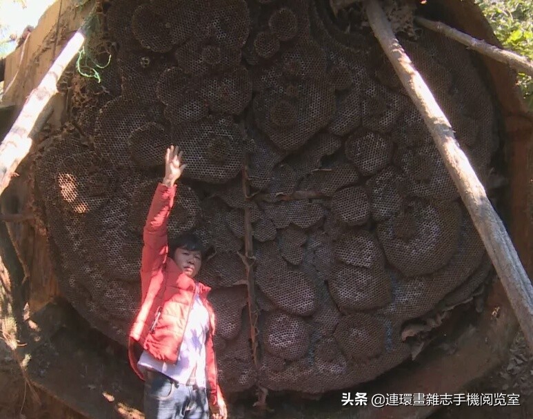 各式蜂巢,各种各样的蜂窝