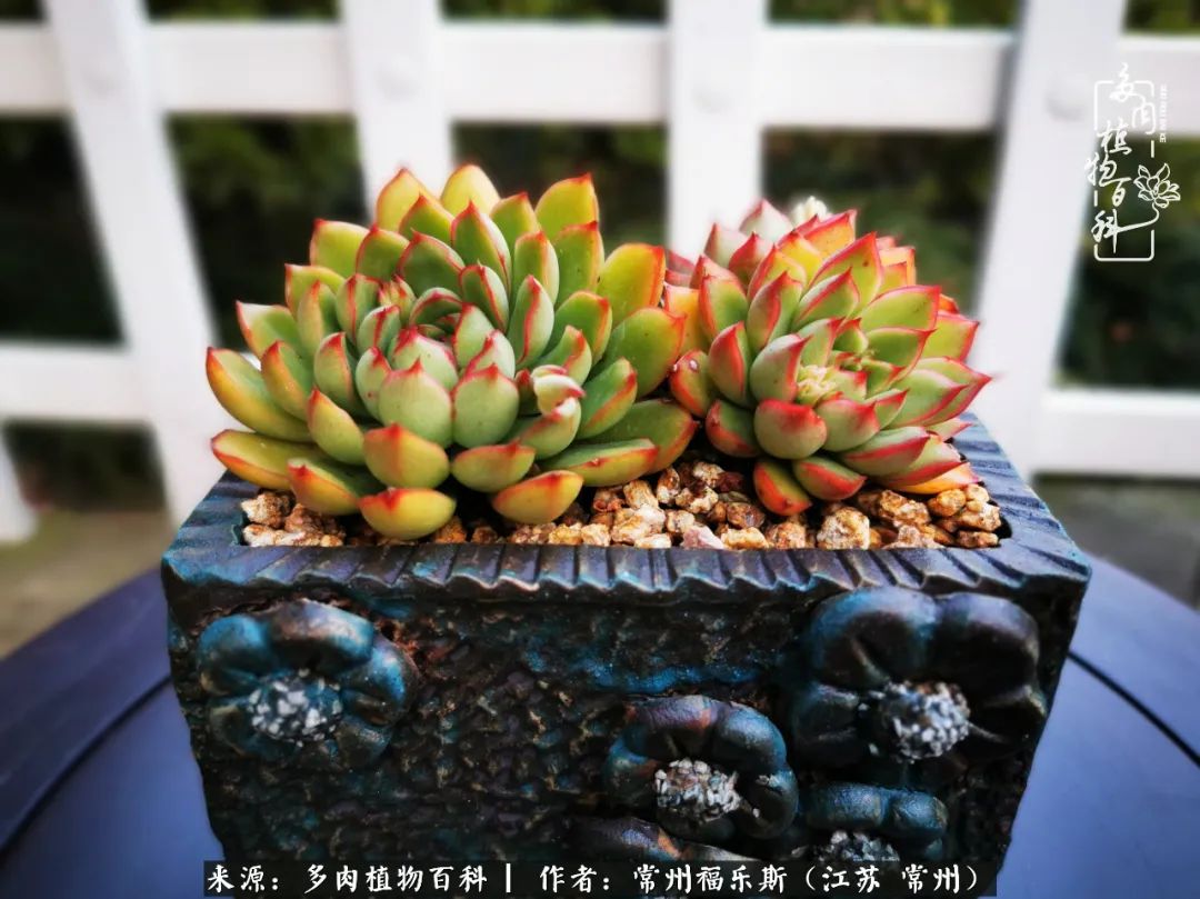 多肉是一处景物吗,多肉也有一道靓丽的风景