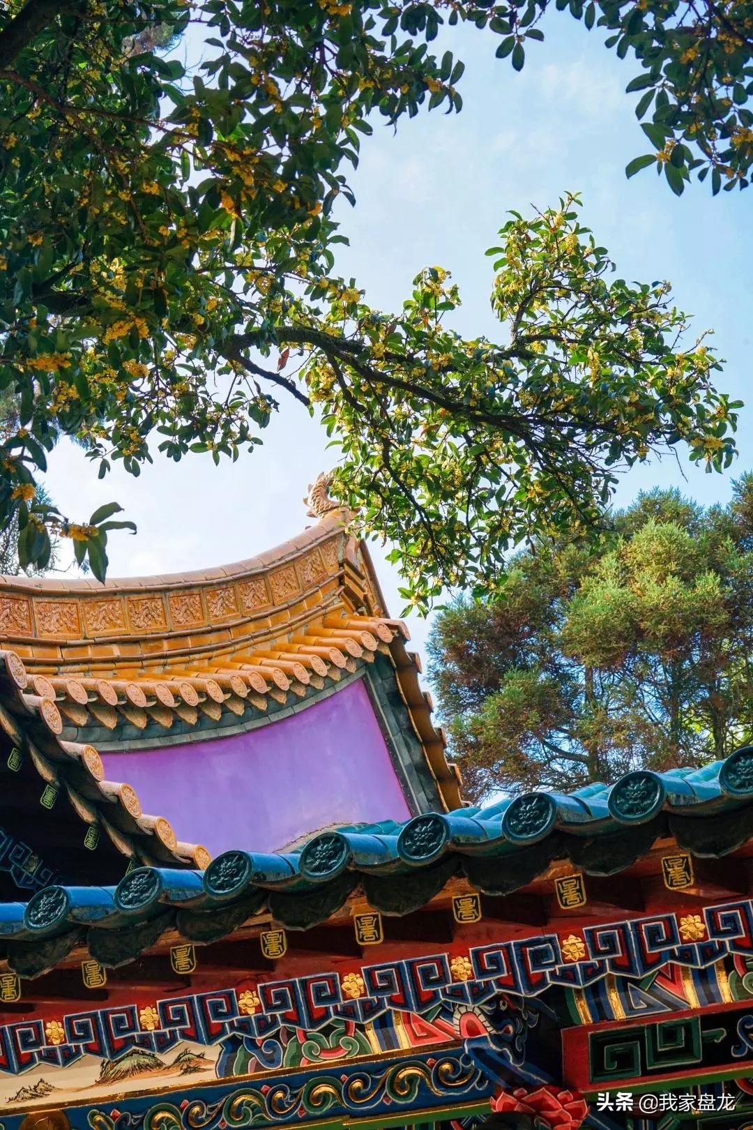 在盘龙的桂花香里，亲吻这个秋天|黑龙潭公园美图大赏