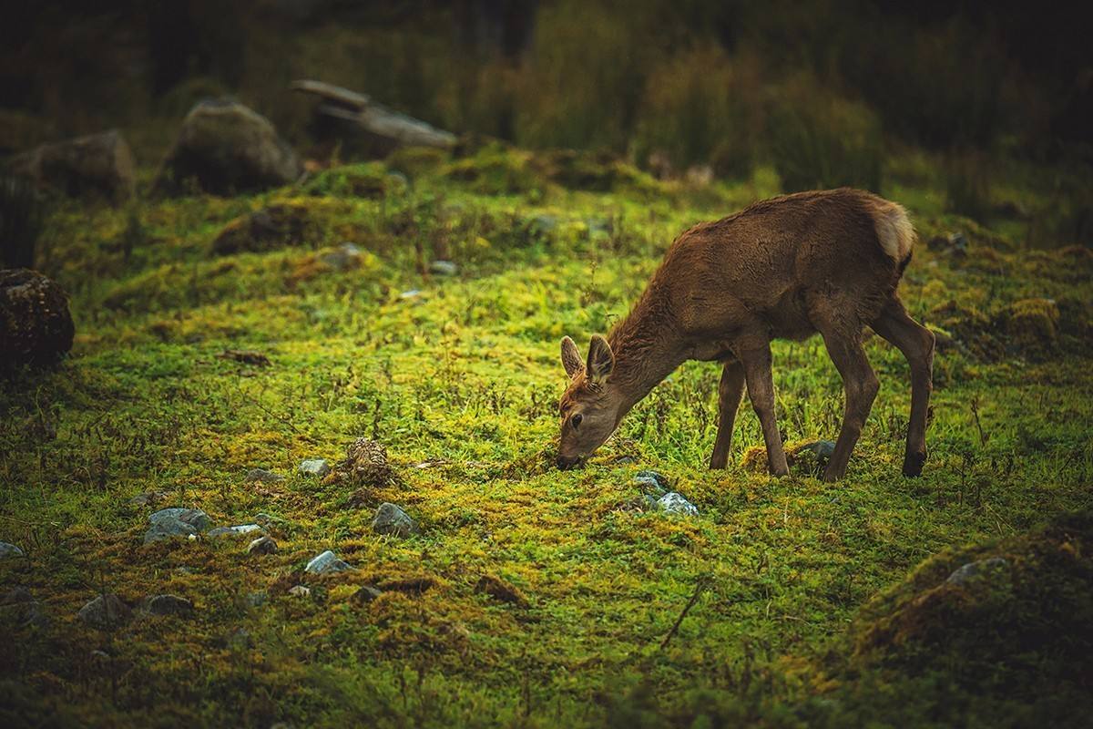 诱鱼的香料,诱鱼最快的香料