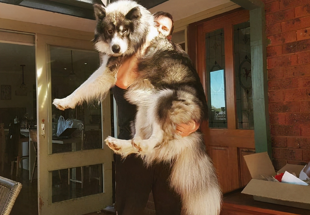 狗子把你当亲妈了会有这几个表现,狗把你当妈妈的表现