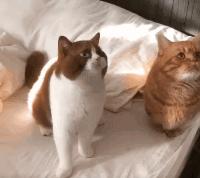 金发碧眼双眼皮！这猫我说一句“橘中最美”不过份吧？