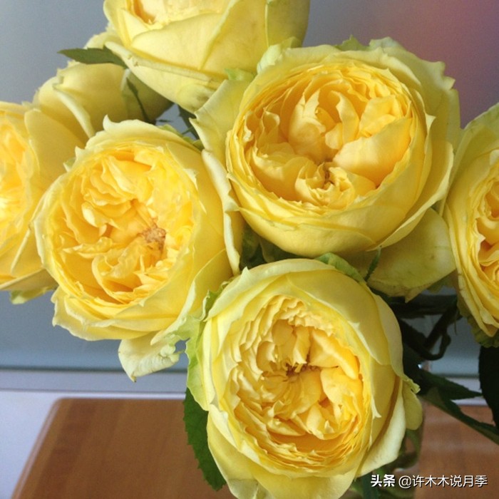 买月季还被骗？教你远离月季网购陷阱，辨别真伪拒绝蔷薇小白花