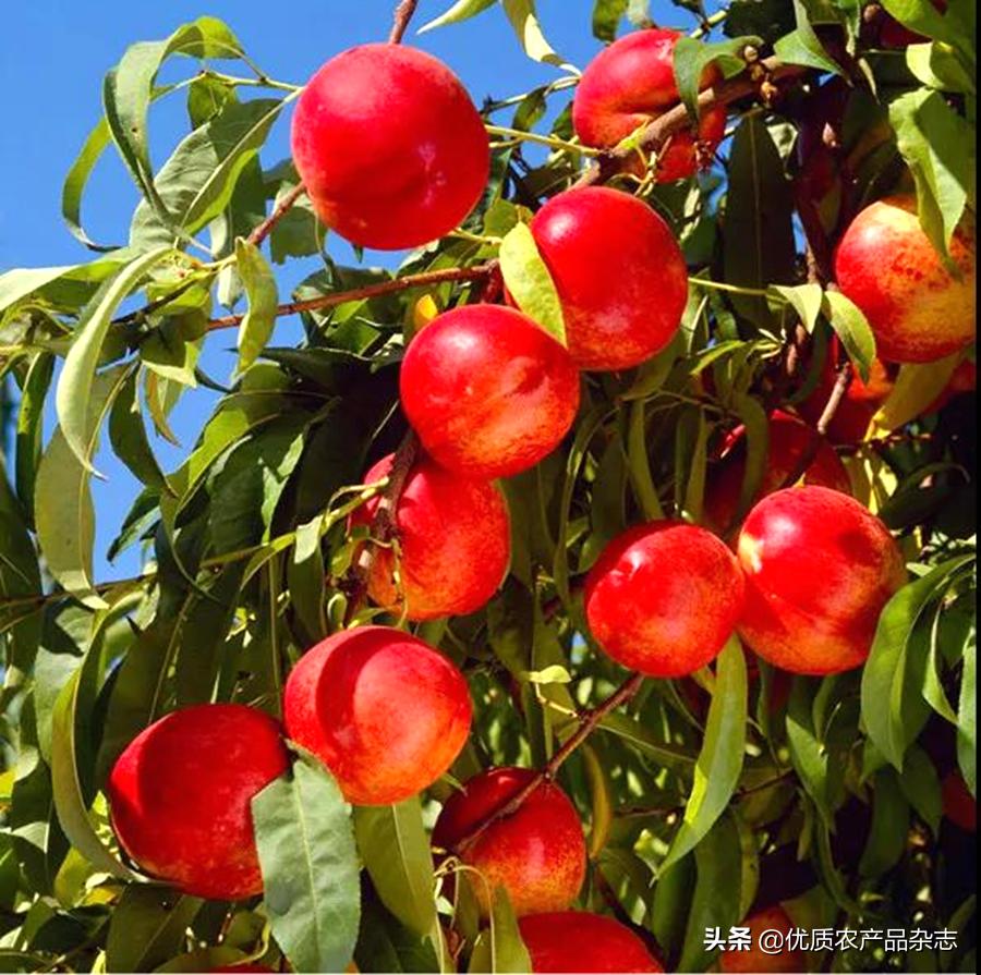 这颗桃不一般！看麻兰油桃如何“桃”人欢心