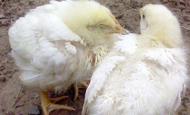 鸡小肠球虫最佳治疗方案,散养鸡怎样预防球虫